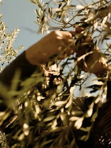 Hands picking olives in sunlight